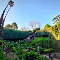 Exploring Nature’s Sunken Garden: Umpherston Sinkhole in Mount Gambier