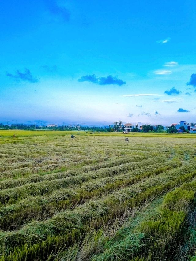 MUST VISIT CAFE AMIDST PADDY FIELD IN HOI AN