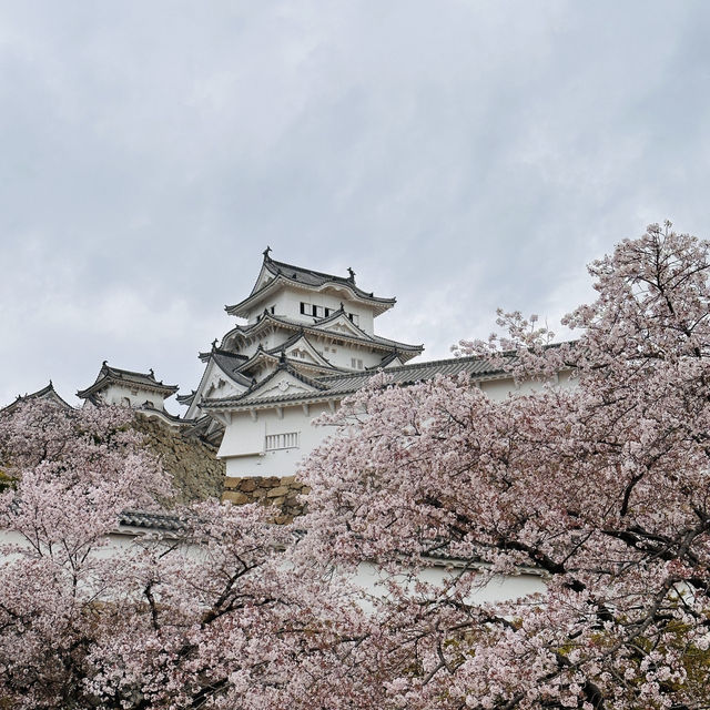 Sakura Magic at Himeji Castle