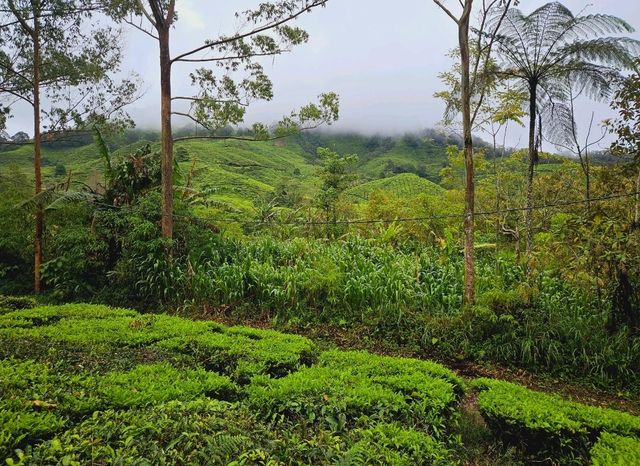 A lush green Tea Farms at Cameron Highlands, Sungai Palas by BOH