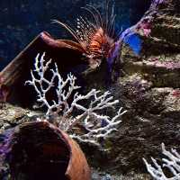 Aquarium KLCC Aquarium: A Fun Weekend Getaway for All 