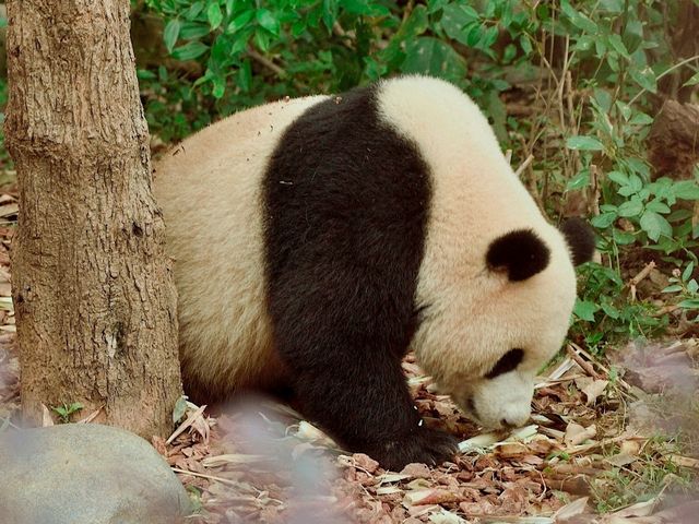 Day Visit to the Chengdu Panda Base