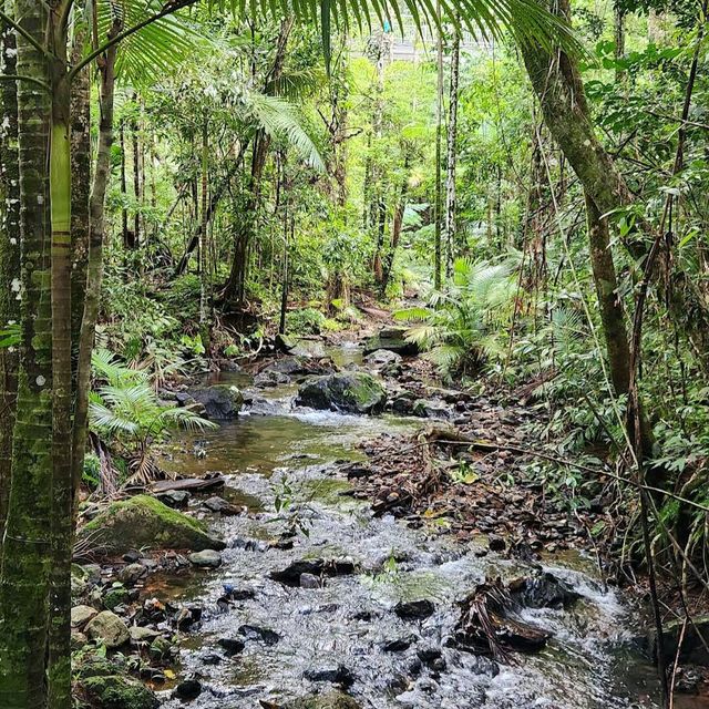 Daintree National Park, Queensland