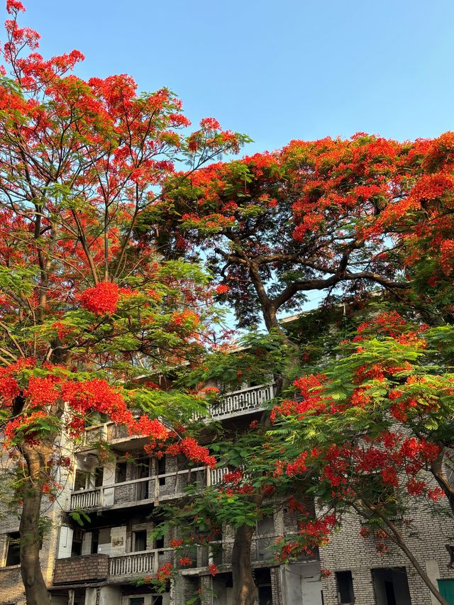 攀枝花｜蘇鐵中路鳳凰花