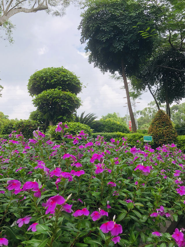 美好日常～忠崙公園『免費』