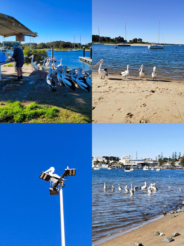 Port Macquarie 旅遊攻略 | 麥覺理港必做的事。