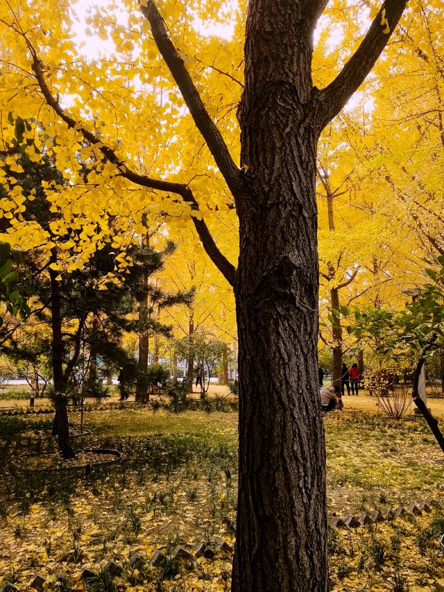 秋天的法源寺，免費景點