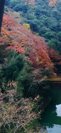 【最美紅葉季】壹湯之守之庭院：青苔覆枯石，楓葉飄零其間