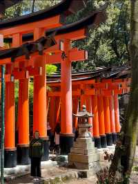 The Iconic Fushimi Inari Shrine in Kyoto ⛩️🦊🇯🇵