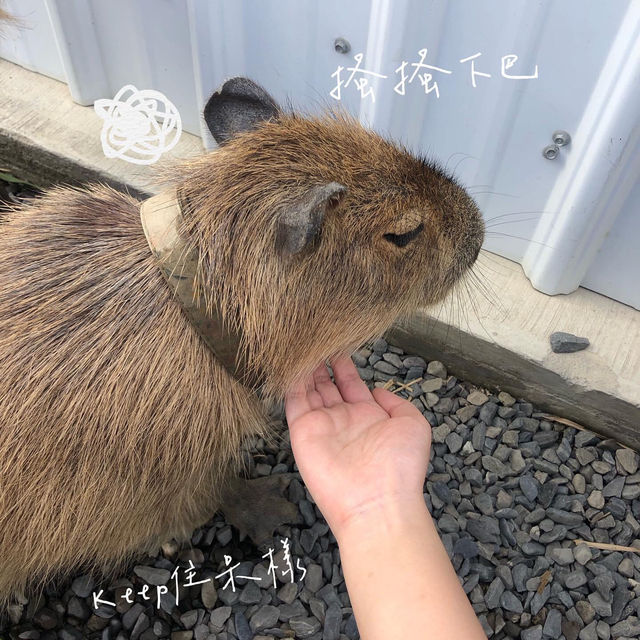 台灣恒春水豚生態園