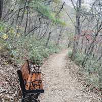 走進內藏山國立公園森林看紅葉