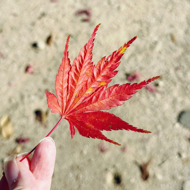 A Golden Season in Seoul: Autumn’s Magic Unfolds 🇰🇷