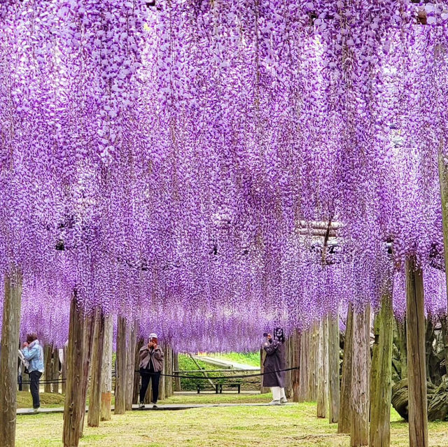 河內藤園，最美麗的紫藤絕景