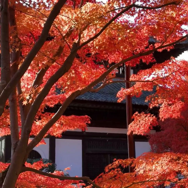 京都紅葉絕美之旅：尋訪秋日天花板景點