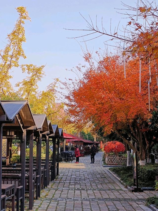 Suzhou Autumn Vibes in Dec