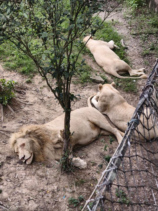 東莞｜香市動物園。