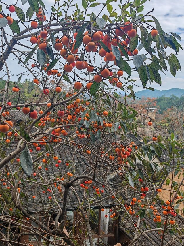 寧德周邊遊。