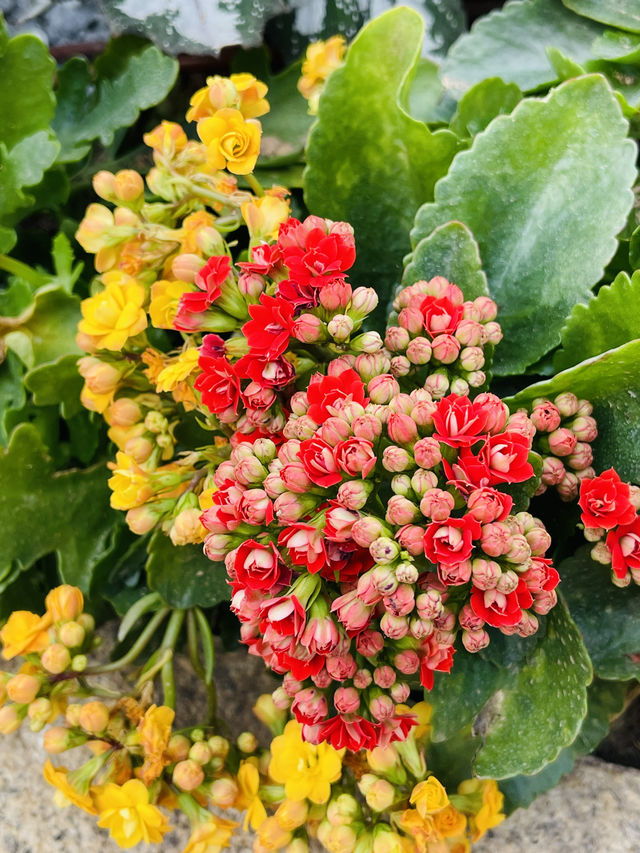 三九首日 邂逅鮮花綻放 景山公園