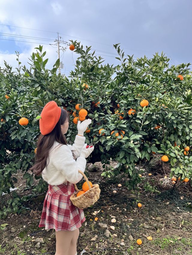 제주 여행의 하이라이트 귤따기 체험 🍊