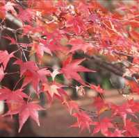 A Journey Through Kodaiji Temple's Fall Splendor