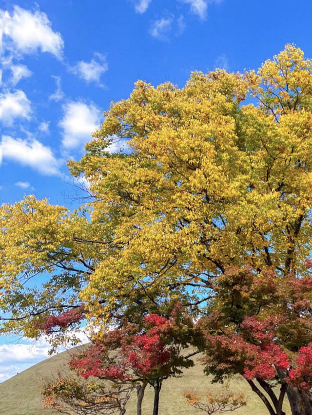 반반치킨보다 더 좋은 반반단풍🍁