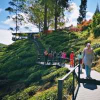 Rolling Green Paradise: The Beauty of Cameron Highlands’ Tea Fields