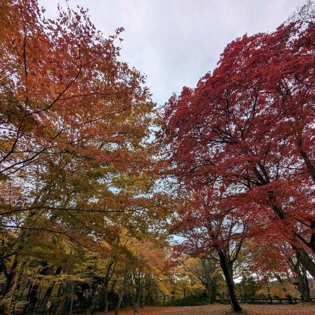 輕津之嵐山，移植自京都的紅葉名所：中野紅葉山