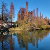 Enjoying Nature at Inokashira Park