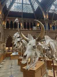 Oxford University Museum of Natural History🇬🇧