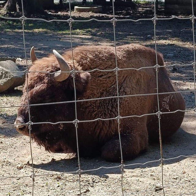 Sibiu Zoological Garden 🦒🐘