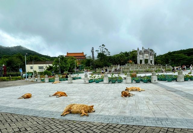 香港大嶼山寶蓮禪寺旅遊攻略。