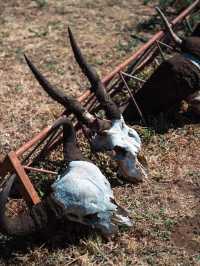 Exploring Serengeti National Park: A Wildlife Wonderland