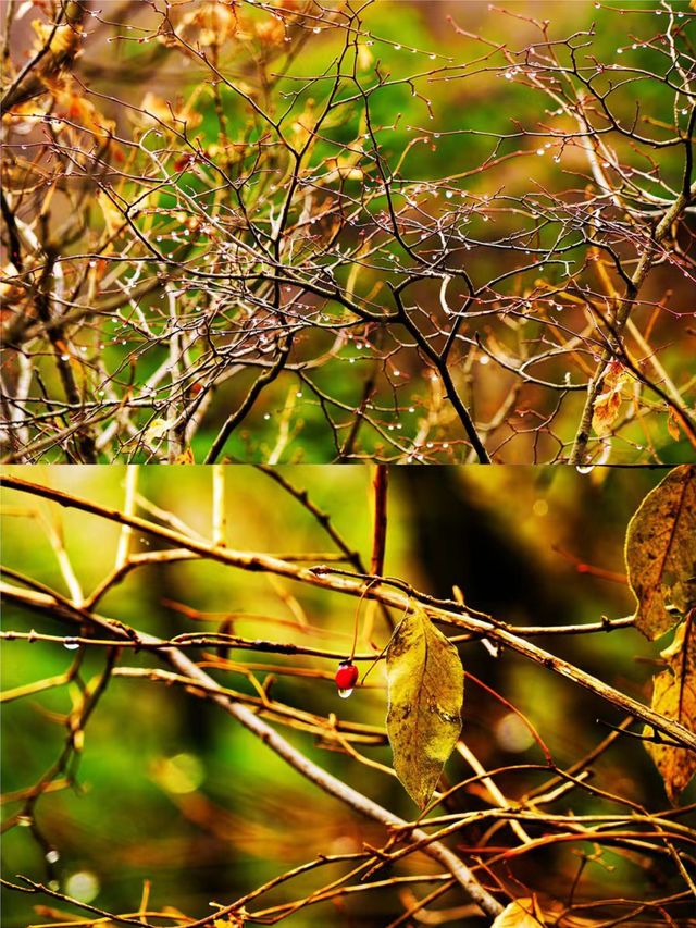 西安‖藍田雲台山紅葉正當時。