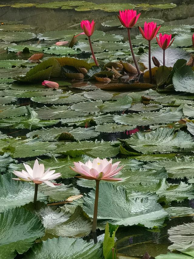 華南國家植物園。