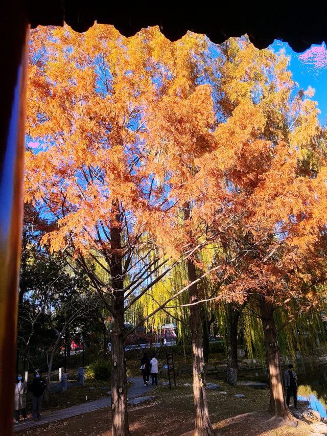 北京中山公園之秋，3元門票