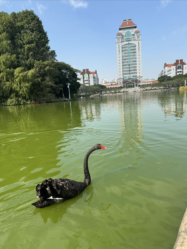 廈門∣廈門大學∣中國最美大學