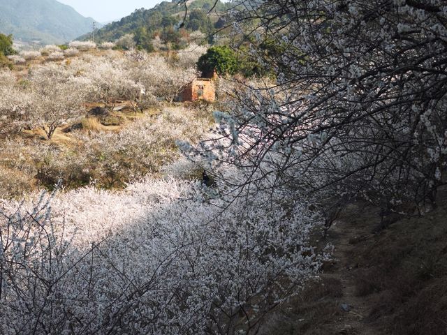 邂逅冬日的白色浪漫