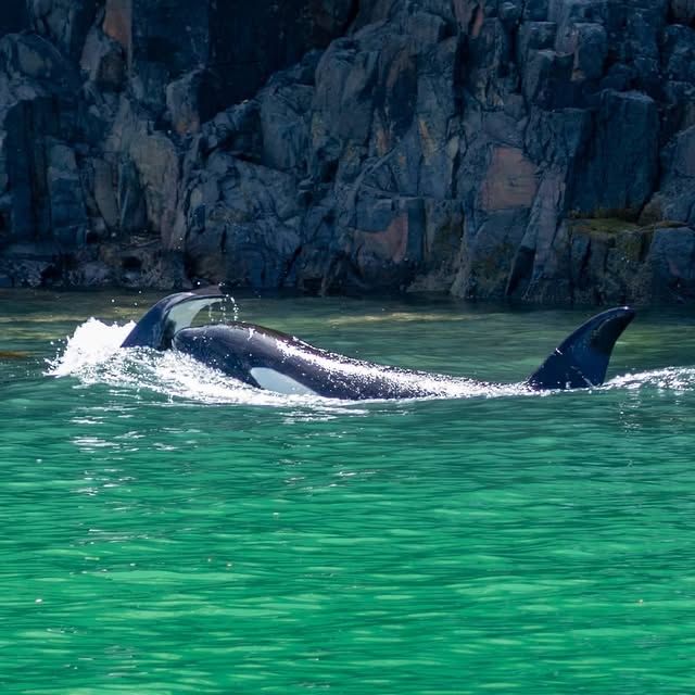 阿卡羅阿的海豚奇遇：與友善的海洋生物親密接觸