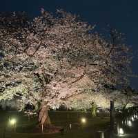 京都二條城Naked Flowers夜櫻燈光show！