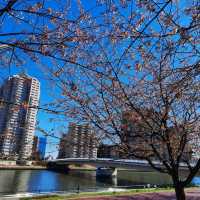 Early spring in Tokyo filled with blessings