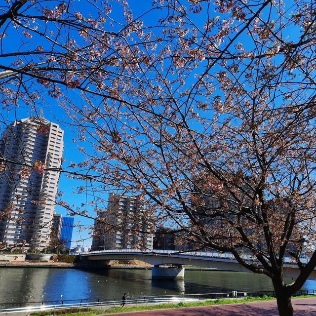 Early spring in Tokyo filled with blessings