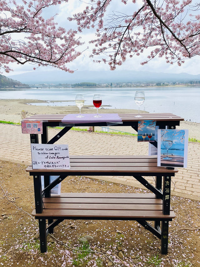 【河口湖畔(北岸)の桜/山梨県】河口湖×富士山×桜