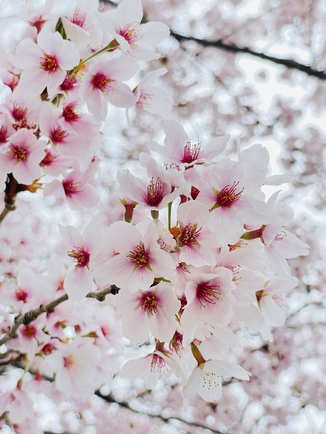 【河口湖畔(北岸)の桜/山梨県】河口湖×富士山×桜