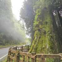 神木之鄉：阿里山森林遊樂園