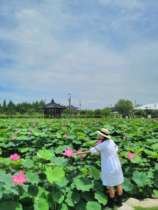 올해 가장 빨리 핀 연꽃이 있는 곳🪷