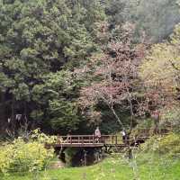 Lost in beauty at Alishan