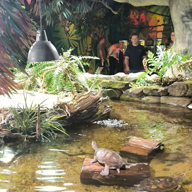 【墨爾本海洋生物水族館】是可近距離觀看海洋生物,實屬難得,來吧！