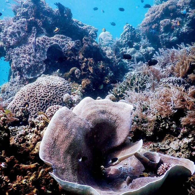 Bunaken Marine Park