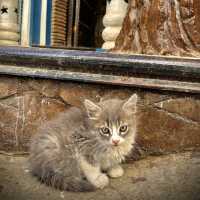 Chefchaouen : A Dream for Cat Lovers