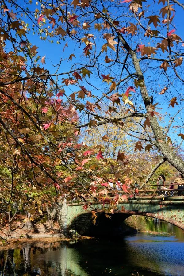 Autumn in New York City 🍂